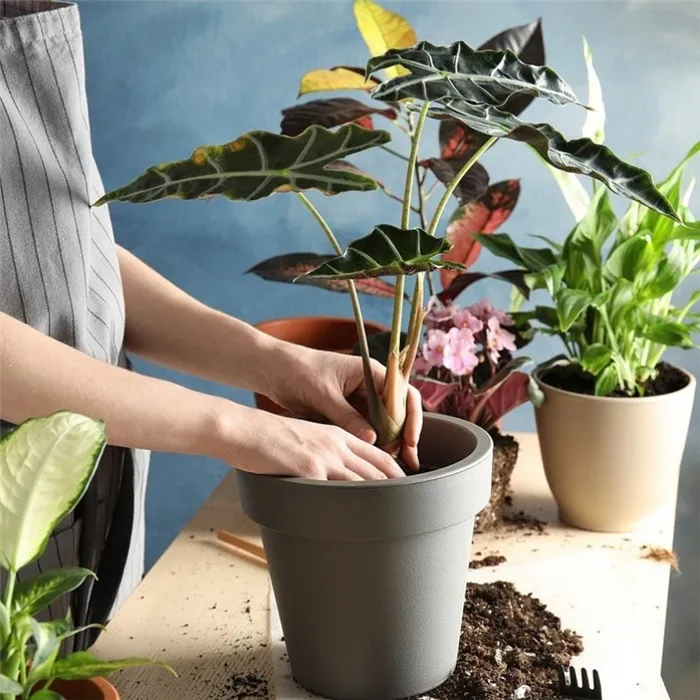 9 причин, почему комнатные растения перестают расти