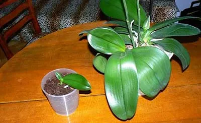 Размножение-орхидеи-фаленопсис-фото