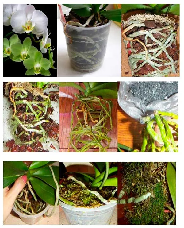 peresadka-orhidey-felanopsis-foto