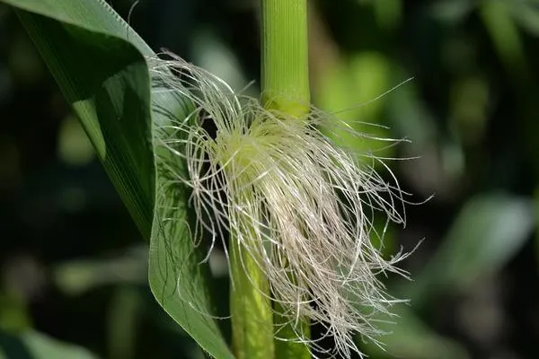 Этот сложный колос и есть початок кукурузы