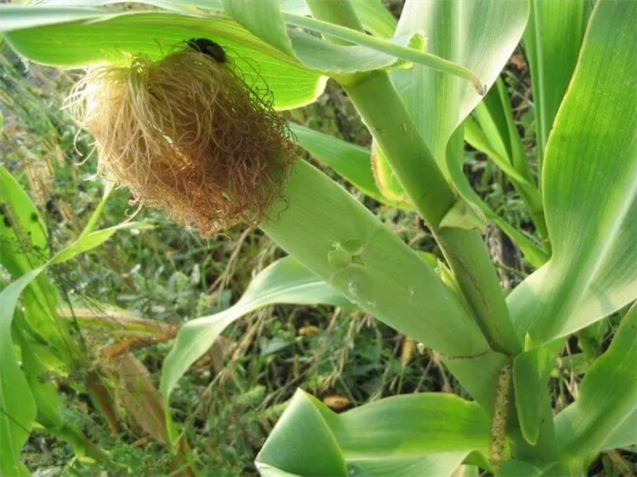 Обработка кукурузы инсектицидом