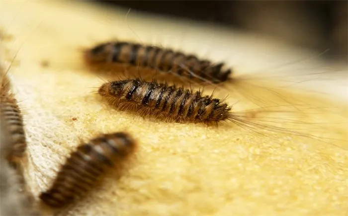 Вредоносный и опасный: жук кожеед – как избавиться быстро и навсегда