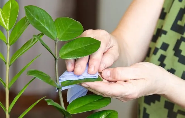 Протирание зеленых листьев замиокулькаса влажной тканью в домашних условиях