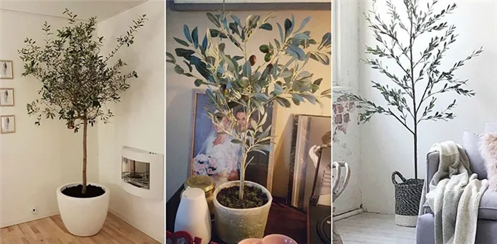 оливковое дерево в интерьере помещения