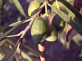 Плоды маслины на ветке