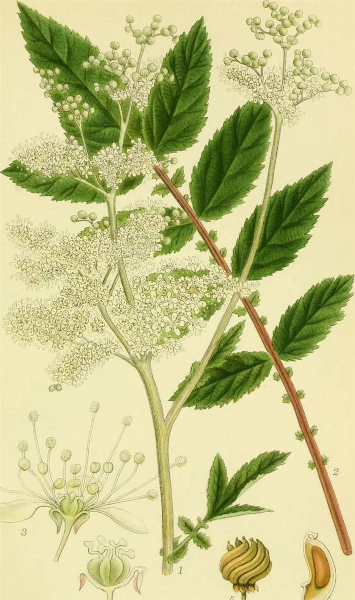 Billeder af nordens flora - filipendula ulmaria. Ботаническая иллюстрация.