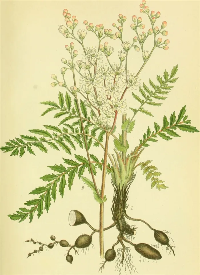 Billeder af nordens flora - filipendula hexapetala gilib. Ботаническая иллюстрация.