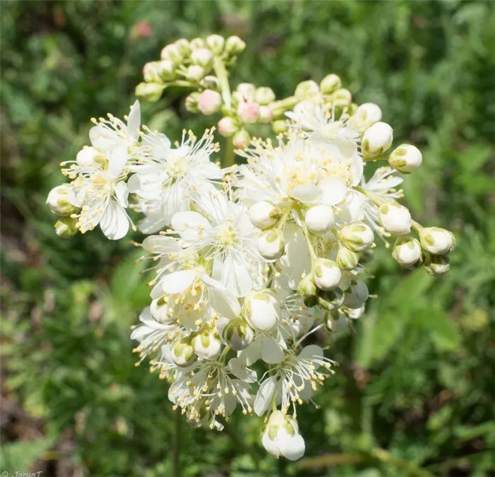 Filipendula hexapetala (семейство Rosaceae) Лабазник обыкновенный