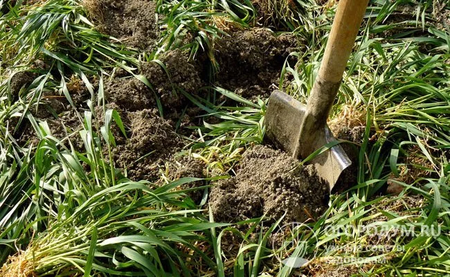 Растительную массу раскладывают на грядки в виде мульчи, добавляют в компост, закапывают в почву