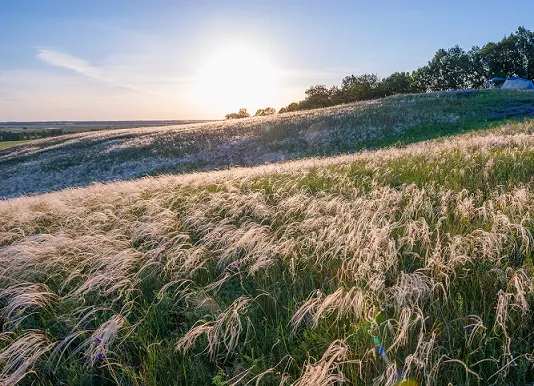 Ковыль