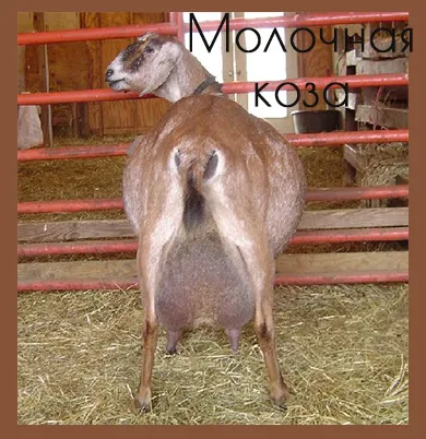 Молочная коза