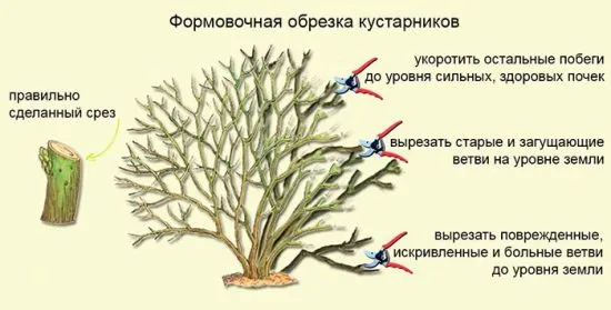 как формировать форзицию