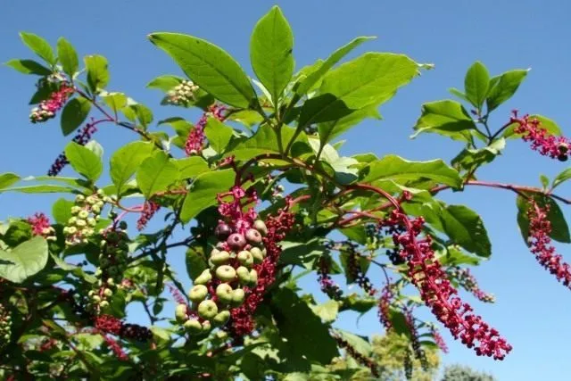 Лаконос американский, или Фитолакка американская (Phytolacca americana)