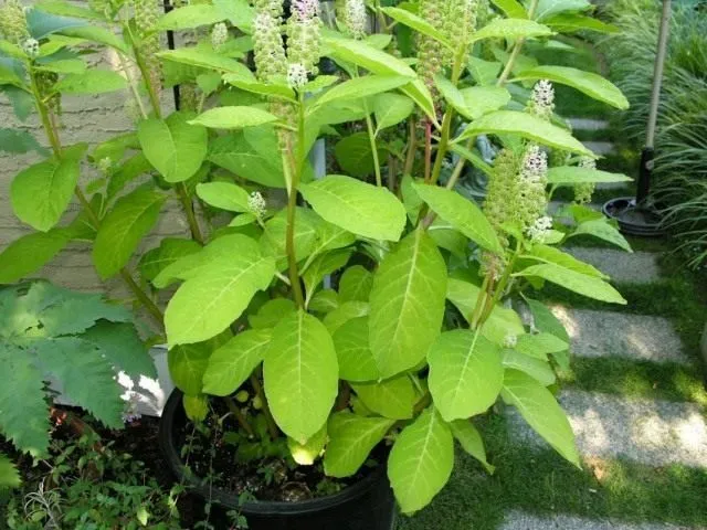 Лаконос, или Фитолакка (Phytolacca)