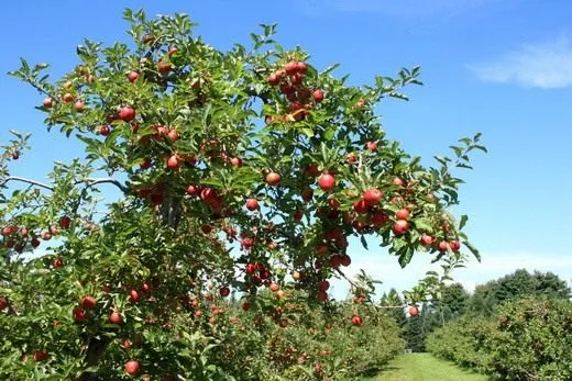 Яблоня (Malus). Общий вид