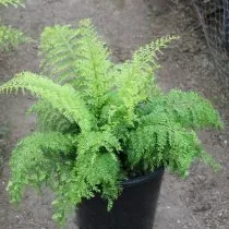 Асплениум луковиценосный (Asplenium bulbiferum)