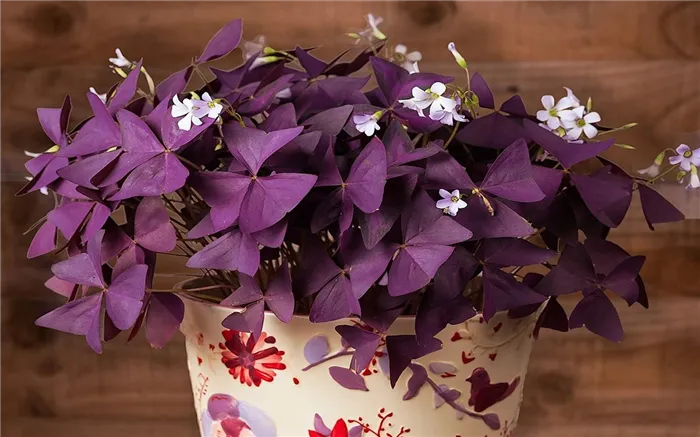 Кислица, Оксалис (Oxalis)