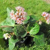 Гибридный бадан (Bergenia x hybrids), сорт Дамбо (Dumbo)