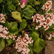 Гибридный бадан (Bergenia x hybrids), сорт Сильберлихт (Silberlicht)