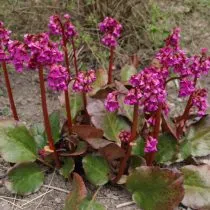 Гибридный бадан (Bergenia x hybrids), сорт Эроика (Eroica) 