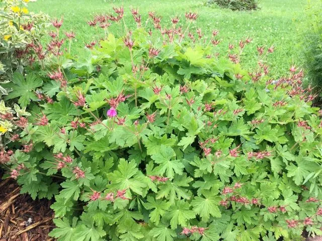 Герань крупнокорневищная (Geranium macrorrhizum) 