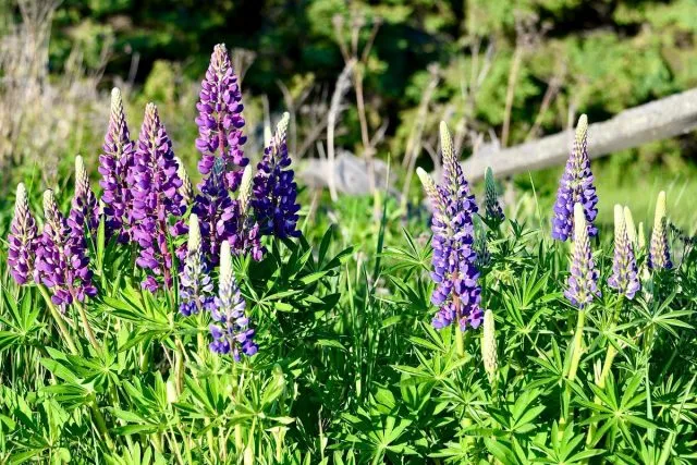 Люпин многолетний (Lupinus perennis)