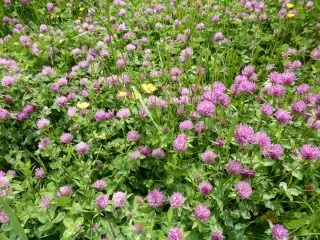 Красный клевер (Trifolium pratense)