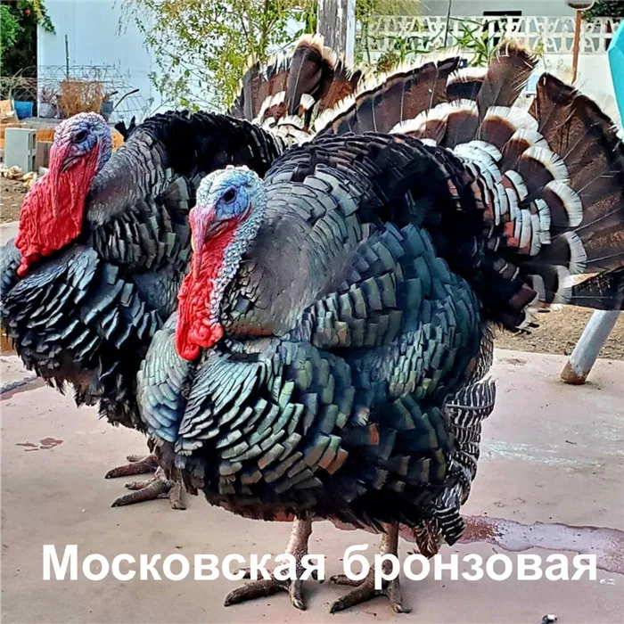 Узбекская палевая