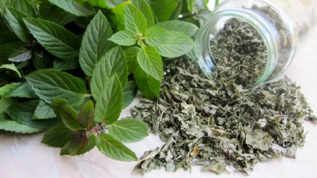 Мята перечная (Mentha piperita)