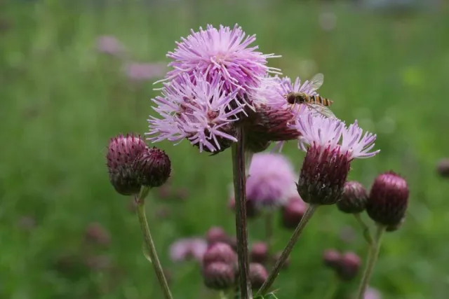 Бодяк полевой (Cirsium arvense)