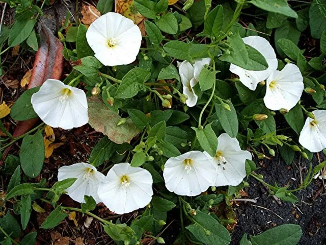 Вьюнок полевой (Convolvulus arvensis)