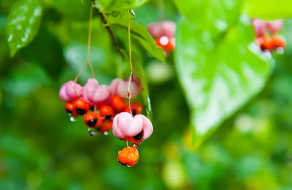 Бересклет бородавчатый (Euonymus verrucosus)