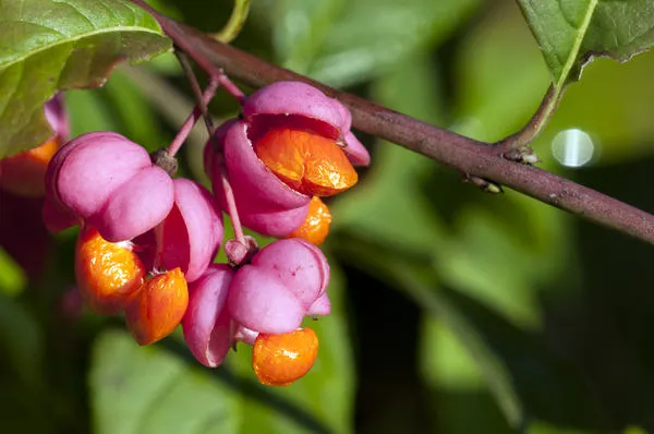 Бересклет европейский (Euonymus europaeus)