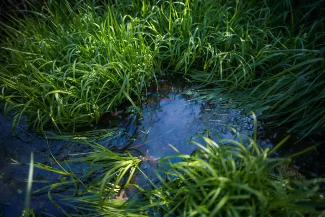 Участок с высокими грунтовыми водами