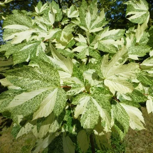 Клен ложноплатановый (явор) Леопольди (Acer pseudoplatanus Leopoldii) купить оптом в Ростове-на-Дону