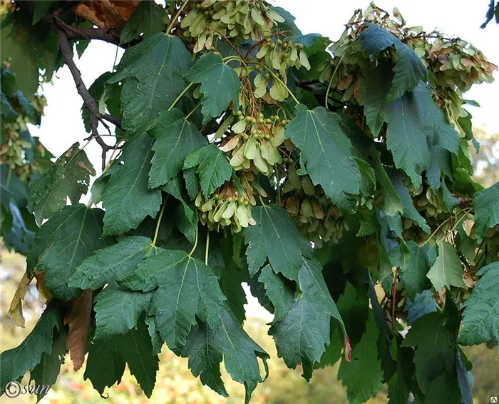 Клён ложноплатановый, явор (Acer pseudoplatanus) 8-10л 180-200см, цена в Санкт-Петербурге от компании Вилла-планта (садовый центр и питомник растений, ландшафтное бюро)