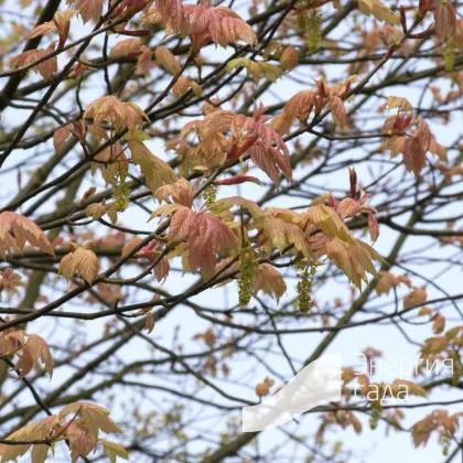 Клен ложноплатановый, явор, белый клен Брилиантиссиум (Acer pseudoplatanus Brilliantissimum). - купить в СПб с доставкой