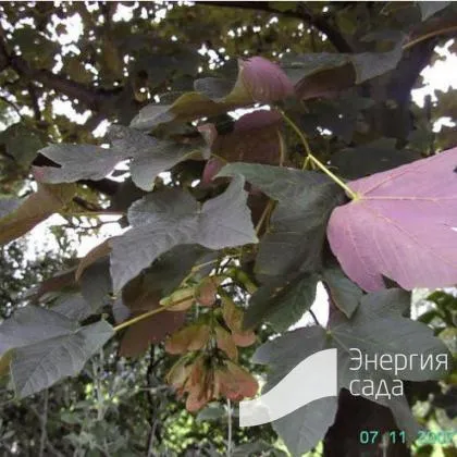 Клен ложноплатановый, явор, белый клен Атропурпуреум (Acer pseudoplatanus Atropurpureum) - купить в СПб с доставкой