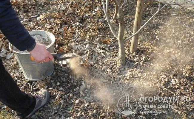 Покупая саженец, избегайте покупки у частных лиц и не экономьте на нем.