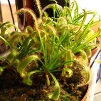 Росянка капская (Drosera capensis)