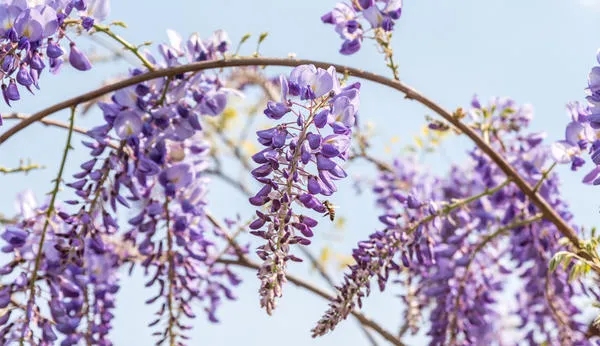 Глициния китайская (Wisteria sinensis)