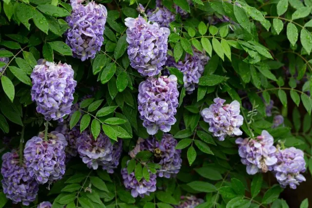 Глициния кустарниковая (Wisteria frutescens)