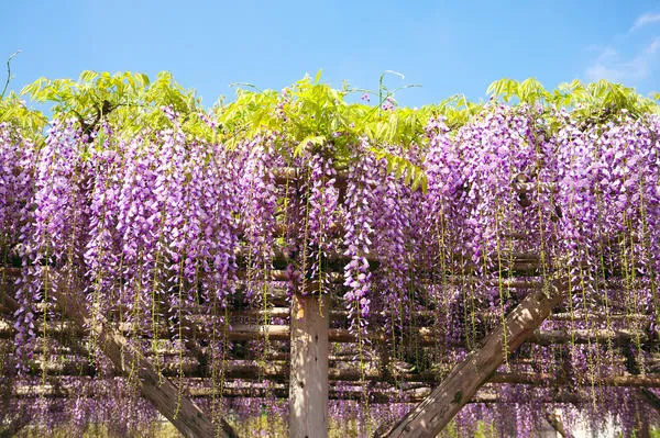 Обильноцветущая, или многоцветковая глициния (Wisteria floribunda)