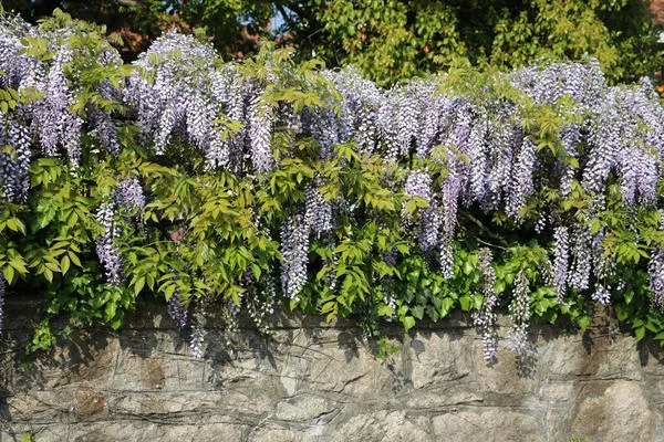 Глициния кустарниковая (Wisteria frutescens)