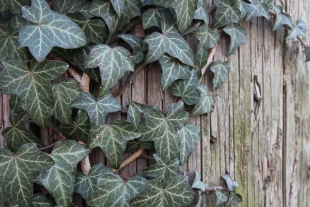 Плющ обыкновенный (Hedera helix)