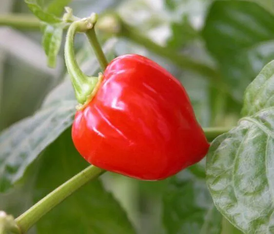 Habanero White