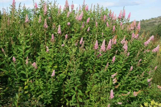 Спирея Билларда Триумфанс (Spiraea x billardii 