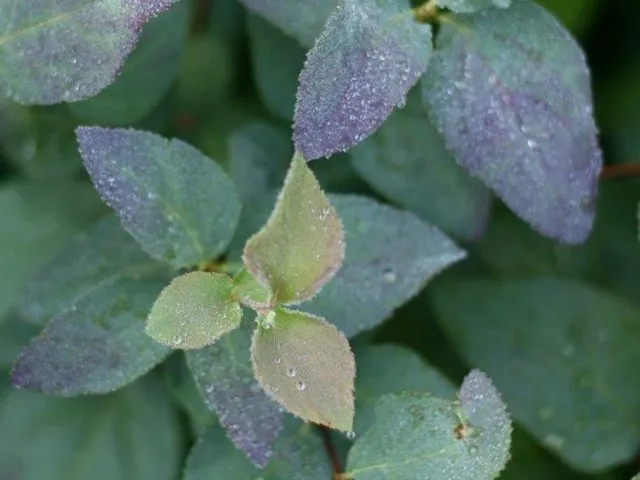 Спирея японская Дабл Плей Блу Казу (Spiraea japonica 