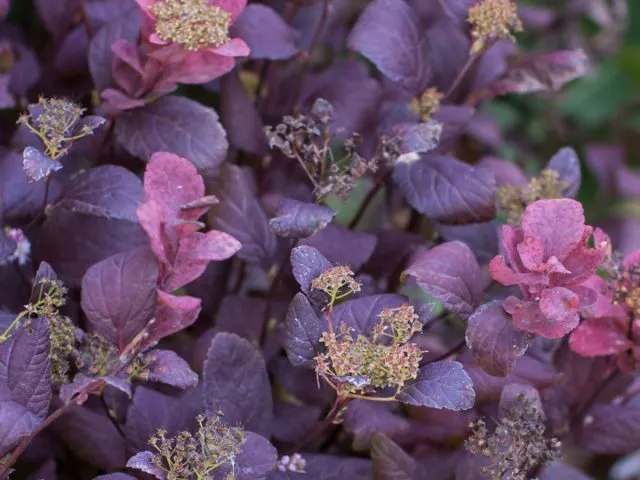 Спирея берёзолистная Пинк Спарклер (Spiraea betulifolia 