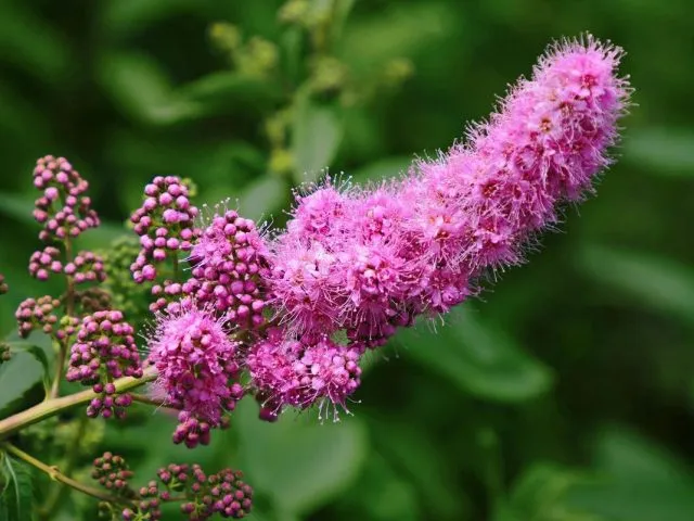 Спирея иволистная (Spiraea salicifolia)